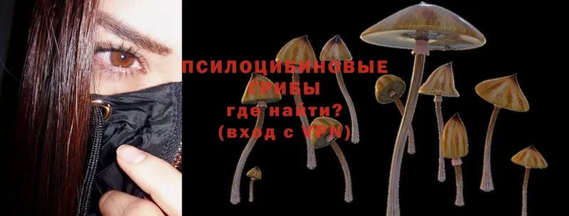 Галлюциногенные грибы Cubensis  где можно купить   Апатиты 